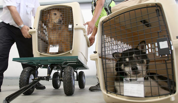 猜猜下班飞机谁坐你身边——也许是只柯基！