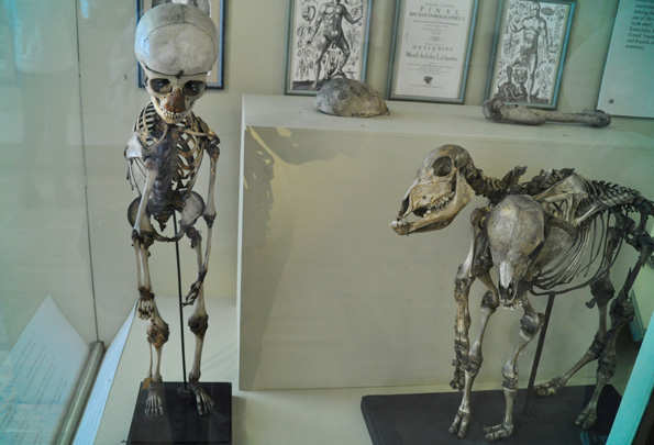 彼得大帝的畸形人博物馆：俄国神学与科学交锋的战场