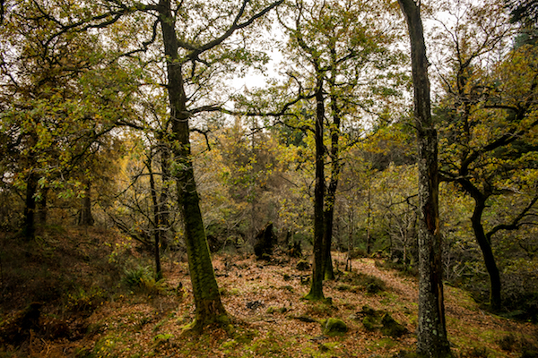 阿伦之秋：苏格兰高地的森林与海岛