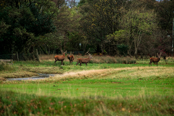 阿伦之秋：苏格兰高地的森林与海岛