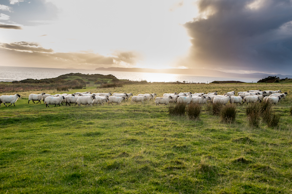 阿伦之秋：苏格兰高地的森林与海岛