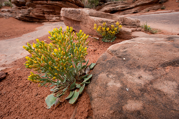 西部片的现实图景 | 犹他南部篇
