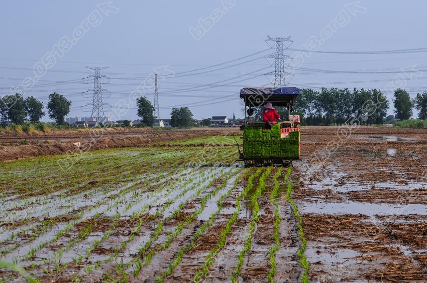 南通农场忙农事 (3).jpg