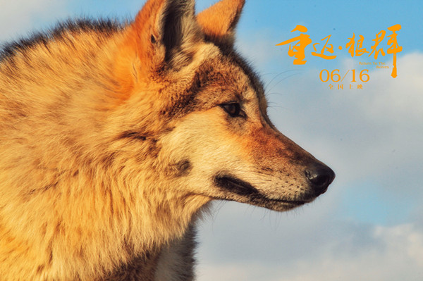 纪录电影《重返·狼群》：中国版的“格林童话”