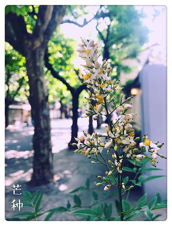 节气｜芒种须祛湿，低盐多补水