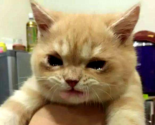 澎湃联播｜毕业照“把领导P上去”，请叫他抠图男神