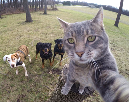 澎湃联播｜毕业照“把领导P上去”，请叫他抠图男神