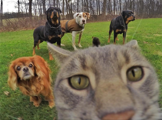 澎湃联播｜毕业照“把领导P上去”，请叫他抠图男神