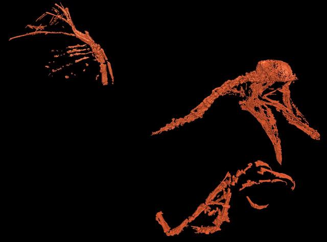 大新闻：我们发现了一只琥珀里的远古鸟！