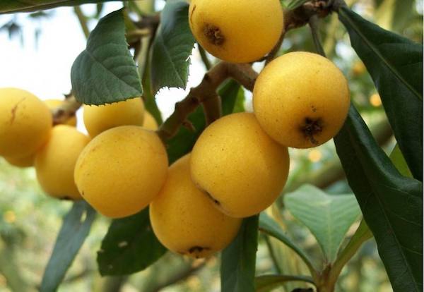 又到采摘旺季，6月起这些水果都熟了