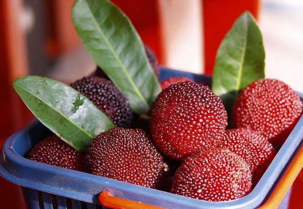 又到采摘旺季，6月起这些水果都熟了