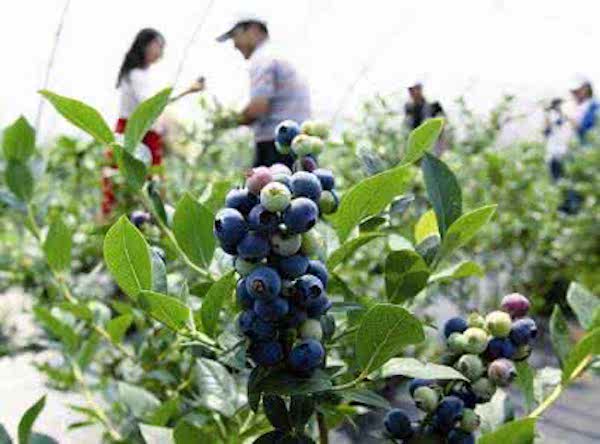 又到采摘旺季，6月起这些水果都熟了