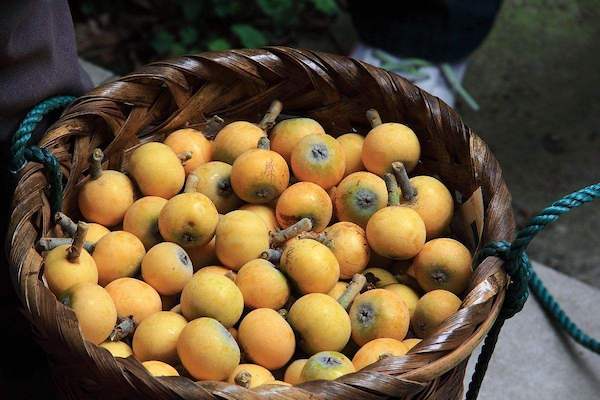 又到采摘旺季，6月起这些水果都熟了