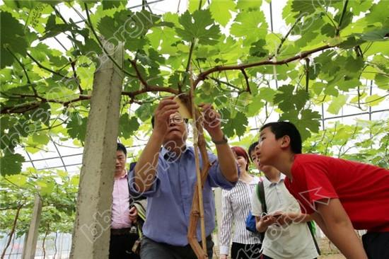 青龙桥社区：我和葡萄园的约会——“绿农在线”果树认领亲子篇 (2).jpg