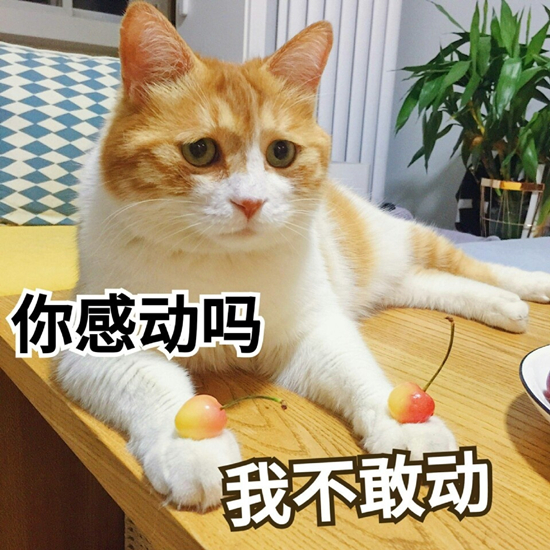 澎湃联播｜谁在我的婚礼上搞事，我就和他拼命