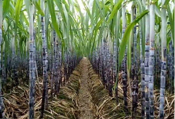 饕餮中国︱江南菜是何时变甜的