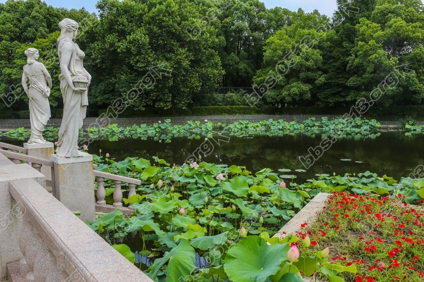 唐闸公园荷花盛开 (1).jpg