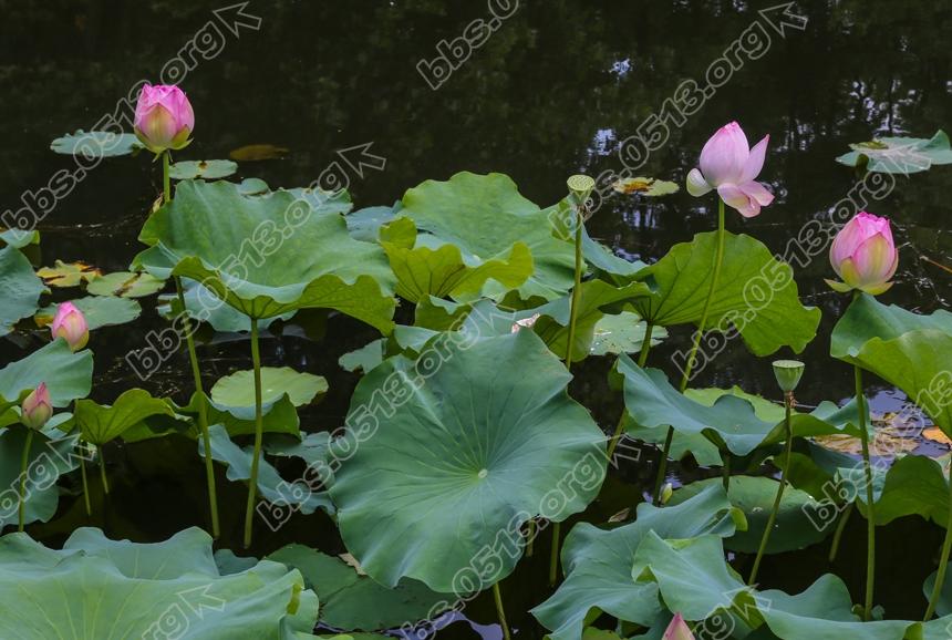 唐闸公园荷花盛开 (2).jpg