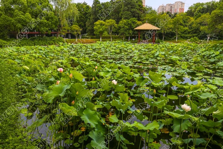 唐闸公园荷花盛开 (3).jpg