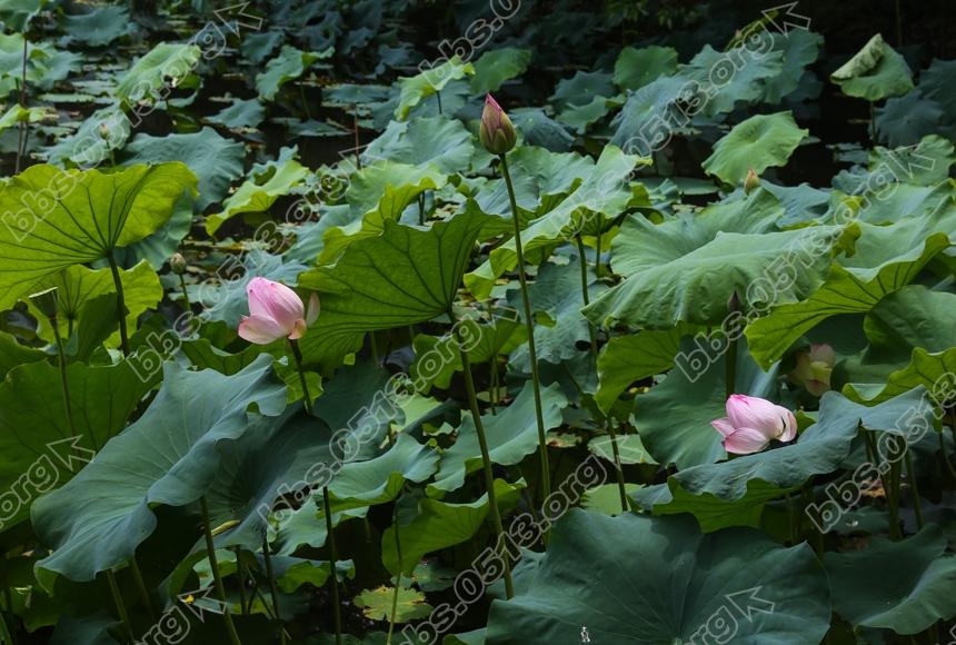 唐闸公园荷花盛开 (4).jpg