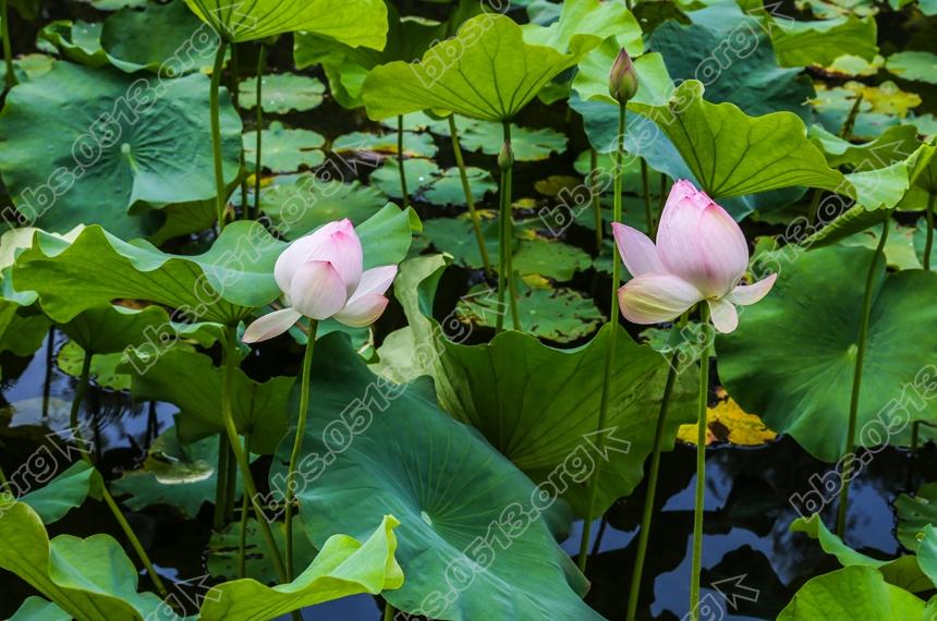 唐闸公园荷花盛开 (5).jpg
