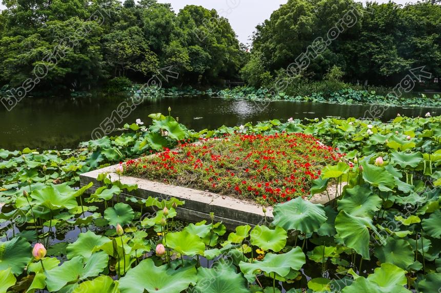 唐闸公园荷花盛开 (6).jpg