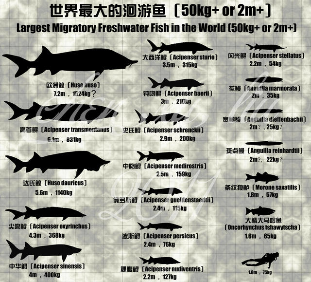 古生物复原图《昔日巨兽》，是这么画出来的