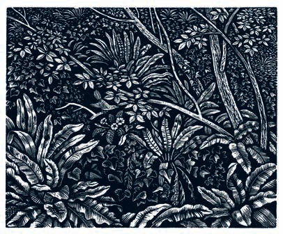 我非常幸运有一位鼓励我去欣赏树木和地形之美的父亲