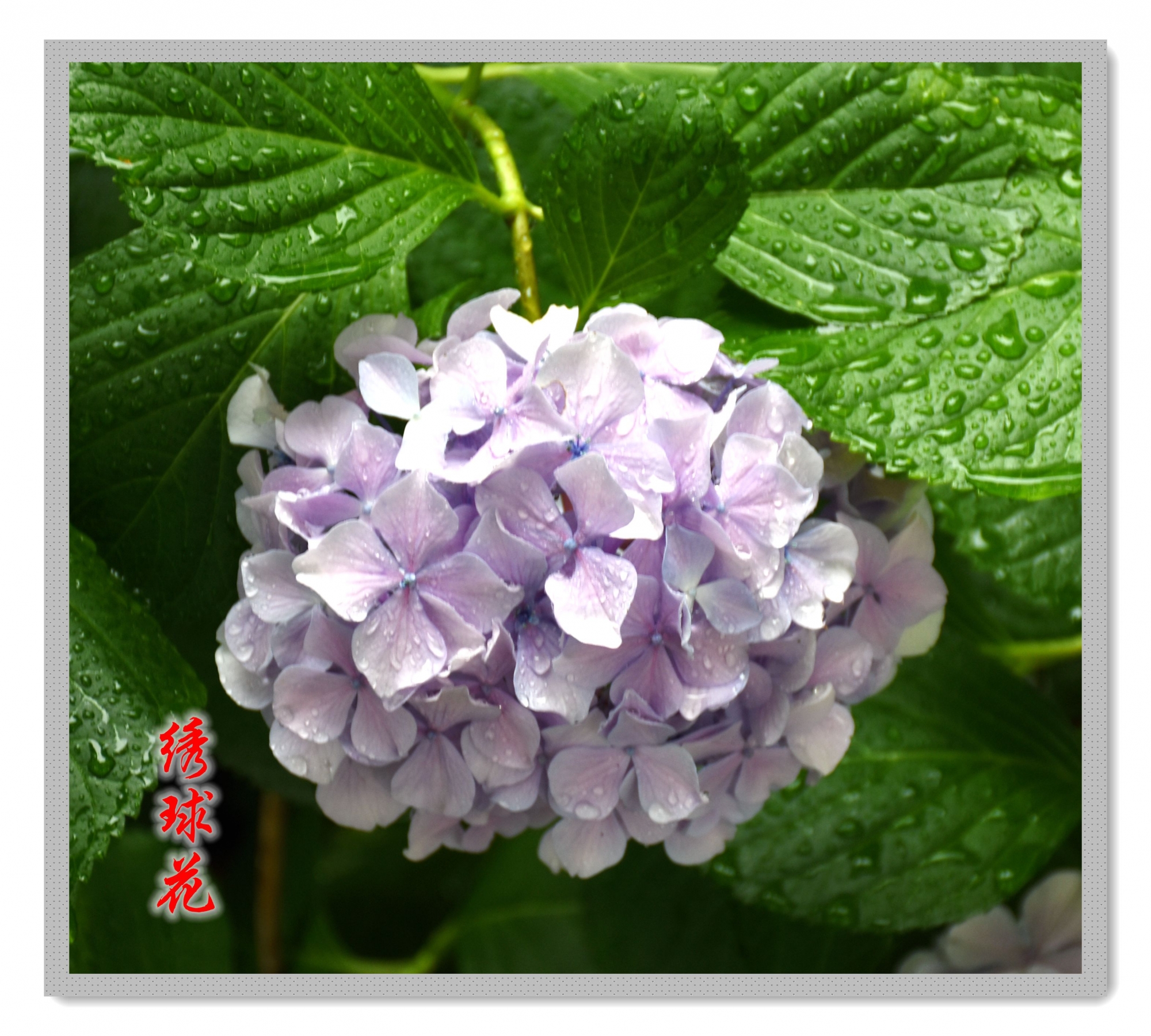 绣球花-4.jpg