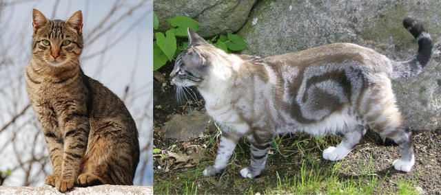 科学家刚刚发现了个秘密，猫主子竟然是这样征服世界的！