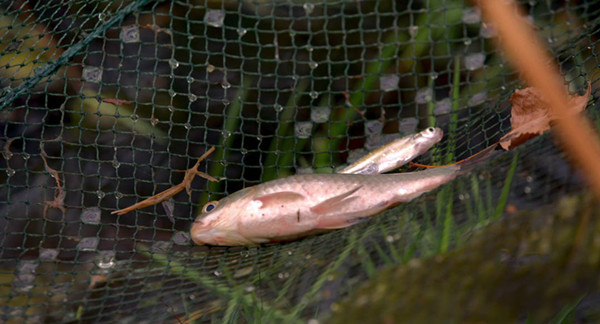 跟拍余秀华一年多的导演说：她的最高欲望并不是诗歌