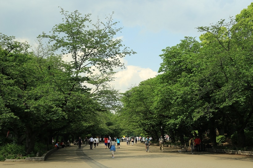 樱花大道，已没有了春天的烂漫