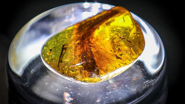 邢立达：为了发现中国的恐龙，他正在和推土机赛跑