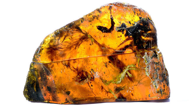 邢立达：为了发现中国的恐龙，他正在和推土机赛跑