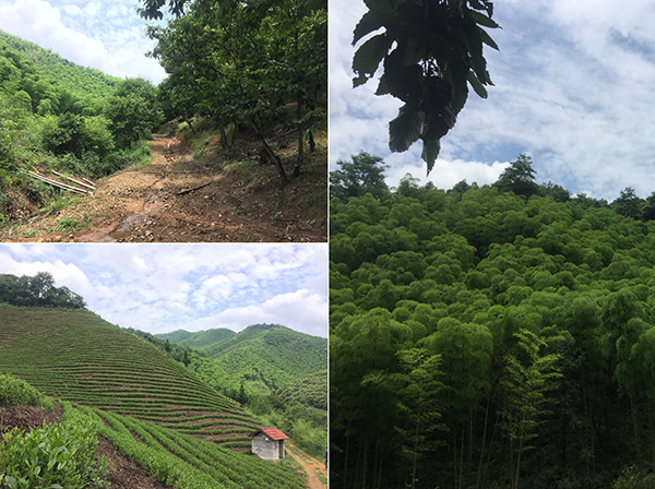 曾获联合国人居奖的安吉，成为野奢度假试验场