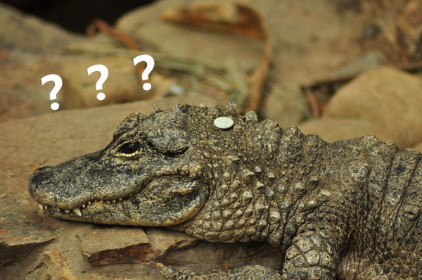 澎湃联播｜不是所有的交通工具上去了就要投币、祈福