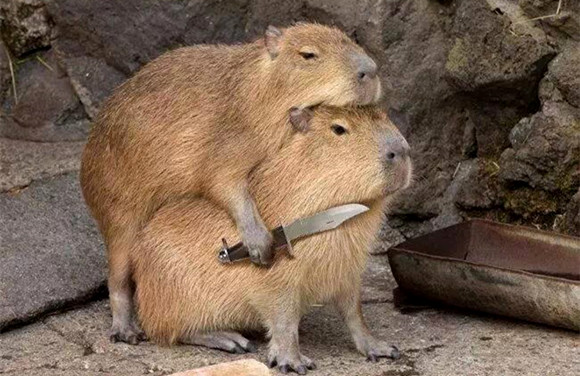 澎湃联播｜神木标语出现“爱我长沙”，说话从拒绝复制开始