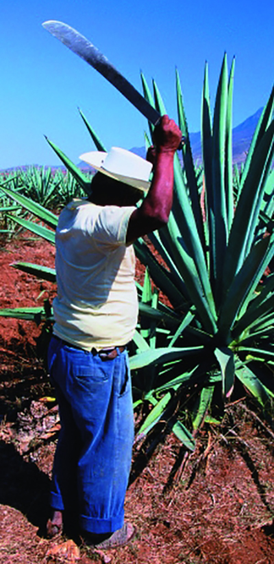 特基拉，不只是短饮
