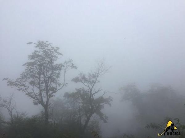 在白水河保护区的竹林里游泳，三天摔两百个跟头