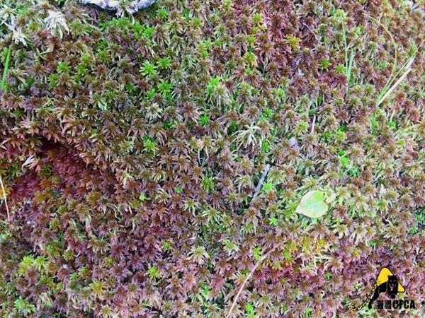 在白水河保护区的竹林里游泳，三天摔两百个跟头