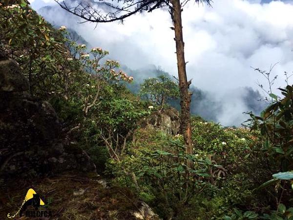 在白水河保护区的竹林里游泳，三天摔两百个跟头