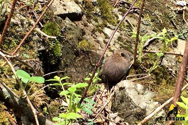 在白水河保护区的竹林里游泳，三天摔两百个跟头