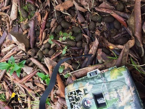 在白水河保护区的竹林里游泳，三天摔两百个跟头