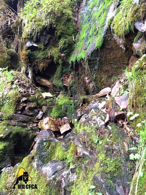 在白水河保护区的竹林里游泳，三天摔两百个跟头