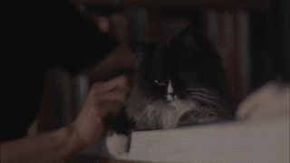 《毛毯猫》：让喵星人来治愈你的心灵吧