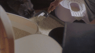 《毛毯猫》：让喵星人来治愈你的心灵吧