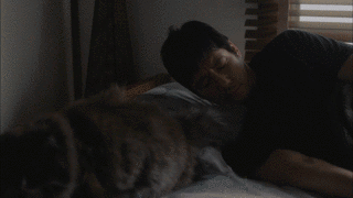 《毛毯猫》：让喵星人来治愈你的心灵吧