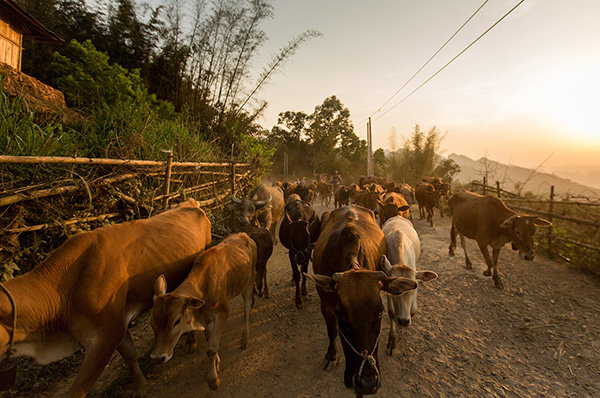 迷失越南：摩托车纵行三千五百公里