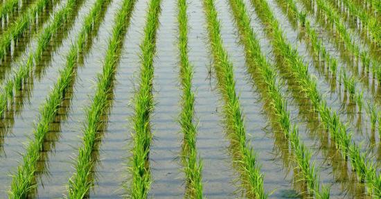 谈判十多年，中国首次准许进口美国大米，一个月前已放行牛肉