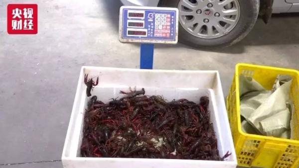 湖北小龙虾供不应求，有采购商从高速公路开始拦送虾车抢购